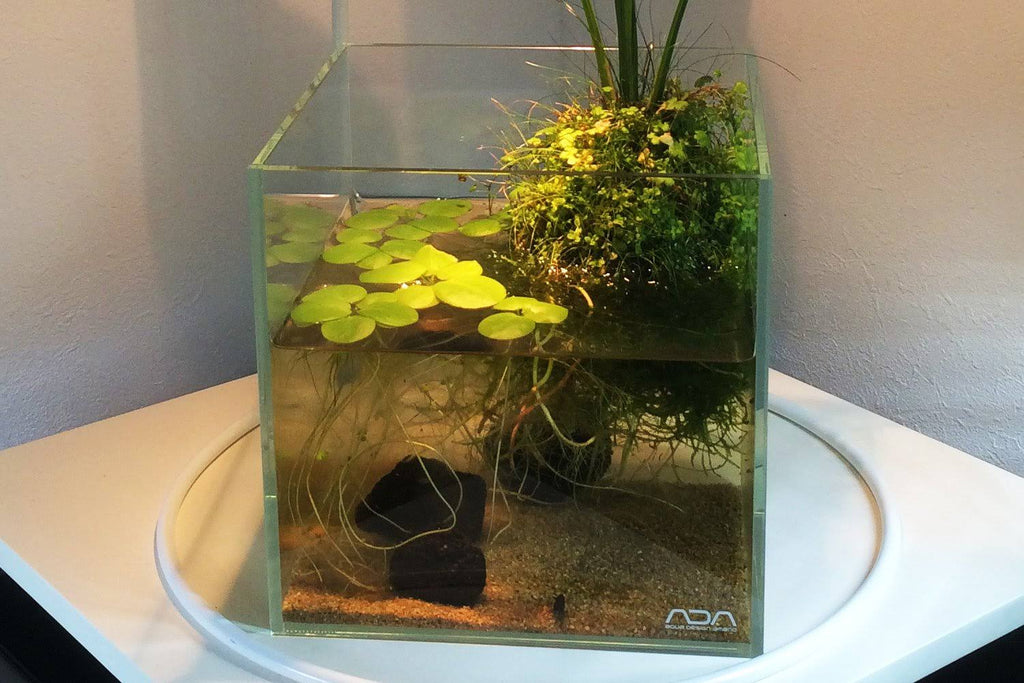 20C Aquarium K46765